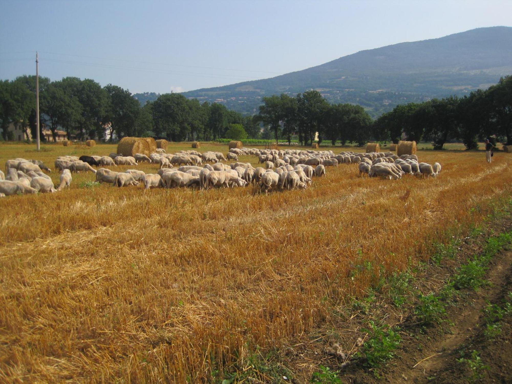 Il Tugurio Agriturismo B&B Rivotorto Extérieur photo